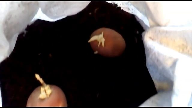 Картофель в мешках. Мой эксперимент смотреть онлайн