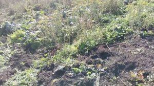 Голубику пришлось пересадить