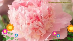 Пион молочноцветковый Эденс Парфюм. Краткий обзор, описание paeonia lactiflora Eden's Perfume