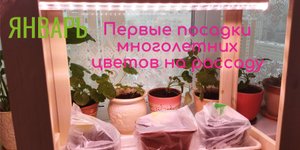 Какие многолетние цветы посадить в январе-феврале?!  Первый посев цветов на рассаду/