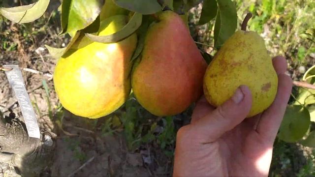 груша Тріумф Вієни смотреть онлайн