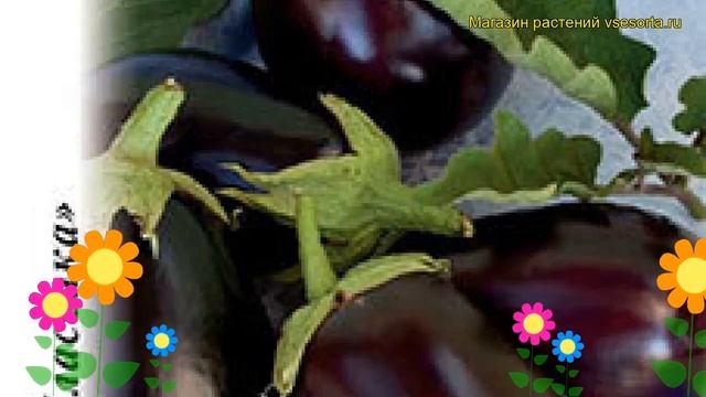 Баклажан Альбатрос. Краткий обзор, описание характеристик, где купить семена solanum melongena смотреть онлайн