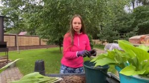 Размножение хост делением куста.