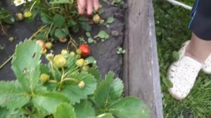 Клубника Елизавета вторая! Первый урожай после пересадки