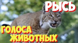 Голоса птиц и звуки животных. Звуки природы слушать онлайн РЫСЬ