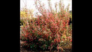 7 цветущих декоративных кустарников для сада