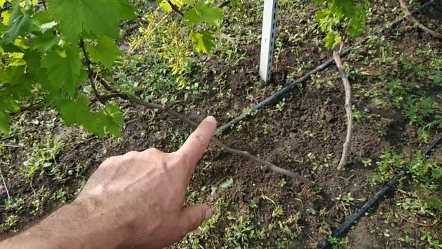 Хлороз винограда. Методы  лечения.