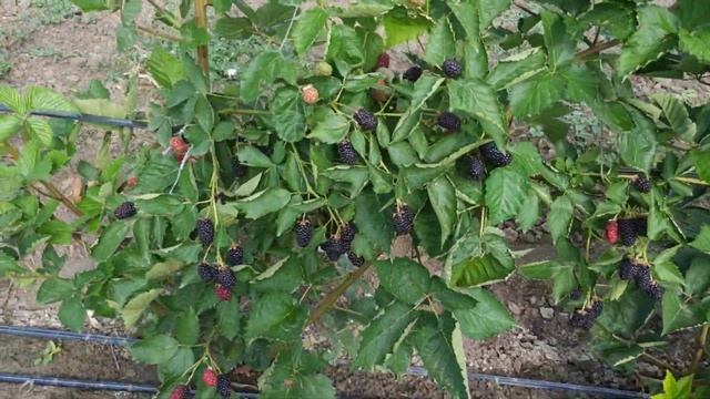 Гигантская ягода молодого куста ежевики Прайм Арк Фридом. 10кг с куста и 500кг с 50 метрового ряда смотреть онлайн