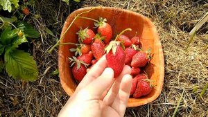 Разница клубники ремонтантной и обычной.