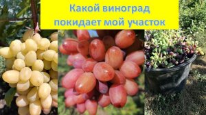 С какими сортами винограда придется РАССТАТЬСЯ.. Какой виноград займет их место....!!!