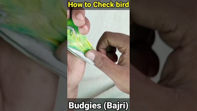 how to check budgies parrot #budgies #bajri #bird