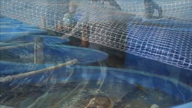 Разведение и выращивание Форели в домашних условиях как бизнес идея