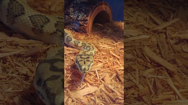 Carpet Python - Mick Jagger