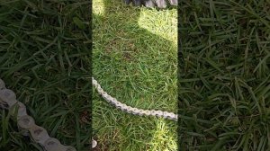 PROGASI RACE 300 WAVE