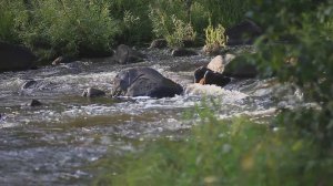 Таёжная река Бурдой.