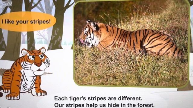 Meet The Animals Siberian Tiger смотреть онлайн