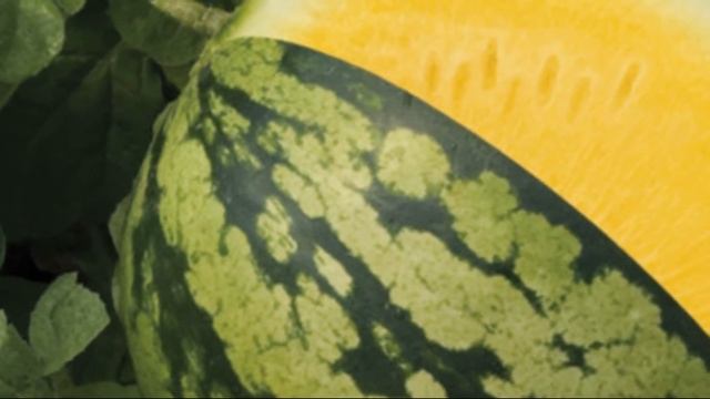 Как появился желтый арбуз смотреть онлайн