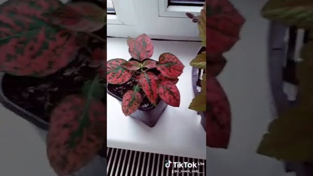 колеусы сортовые смотреть онлайн