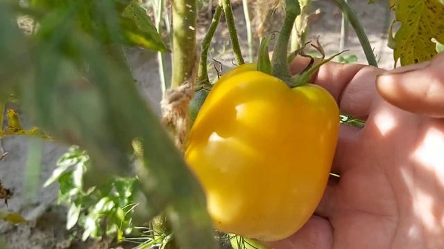 Оранжевые минусинские стаканы. Обзор сорта томатов в Сибири смотреть онлайн