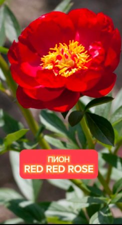 Первое цветение пиона Red red rose ! #пионы #саженцы #питомникросток