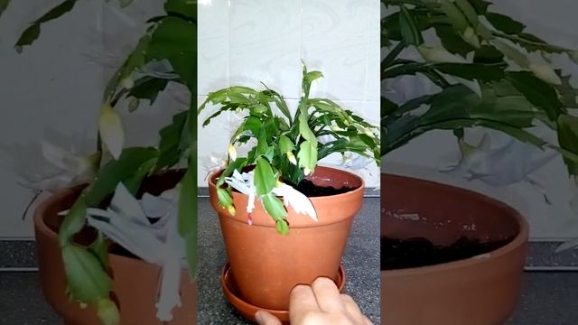 цветок рождественник (белый декабрист) смотреть онлайн