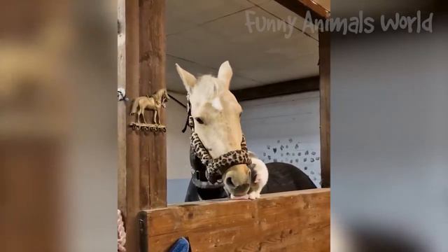 📹  Самые новые смешные животные 2023😂 Смешные коты и собаки - Animal Club