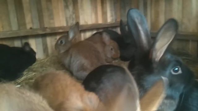 Миксы (Рекс кастор + Калифорния) #Mixes (Rex Castor + California) смотреть онлайн