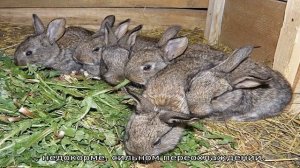 Крольчиха не кормит крольчат — что делать