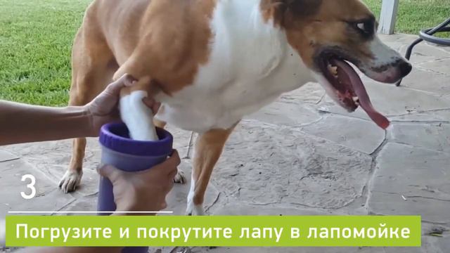 Лапомойка - боремся за чистоту!)
