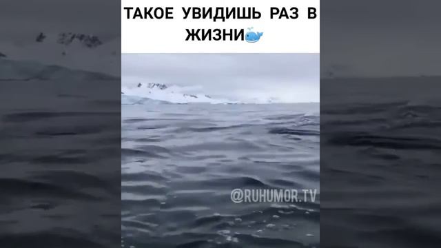 Редкые кадры  смотри до конца