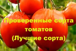 Проверенные сорта томатов