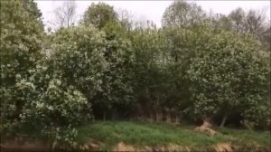 Белая черёмуха душистая. Поёт Анна Герман