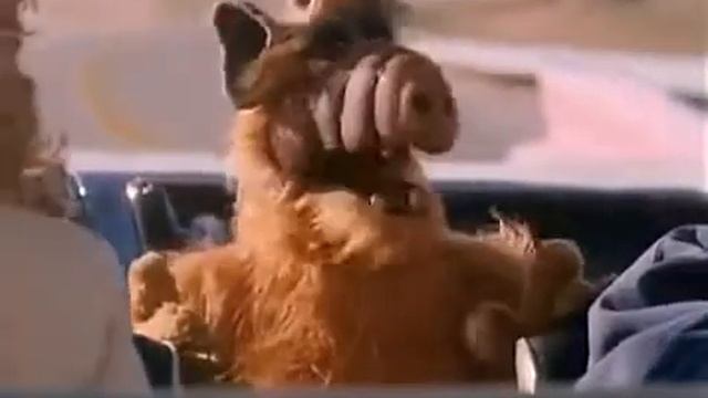 Проект Альф (Мухи и ветровое стекло)
