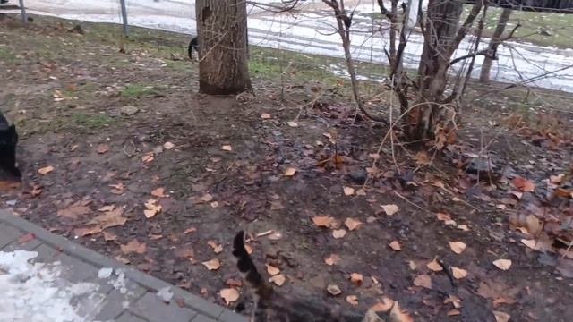 Друзья маленькие наши #cats #животные #помощьживотным #котенок #котики #коты #кошка #друзья
