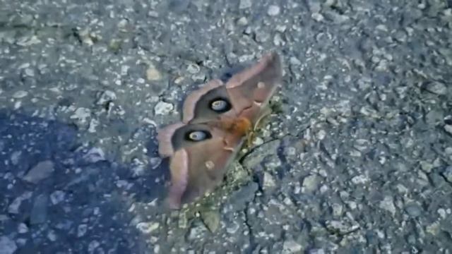 Beautiful moth look like a butterfly , close up ! смотреть онлайн