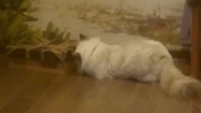 Подарок на Новый Год! смотреть онлайн