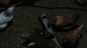 Куры кросс ломан браун содержание зимой в домашних условиях