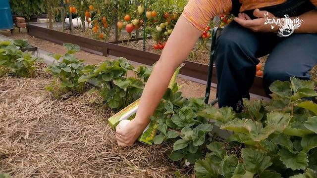 Грядки под мульчей из соломы. Мышей не будет