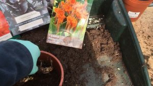 Planting Canna lilies in early spring!