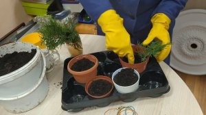 Туя  Размножение черенками в домашних условиях