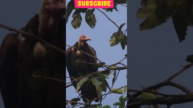 Wow ! What a beautiful bird #vulture #africanbirds #birdwatcher #birdlovers