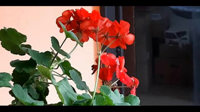 ТВОИ ЗЕЛЁНЫЕ ГЛАЗА!!! смотреть онлайн