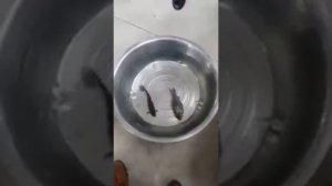 Чудеса Аллаха. Аллаху Акбар