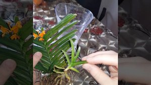 Орхидея Аскоцентрум миниатум зацвела первый раз дома