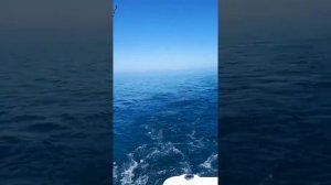 Fishing barracuda in Varadero, Cuba