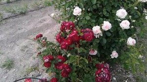 розы велендшпиль ,  ля калисон и лиа меж, питомник роз полины козловой, rozarium.biz