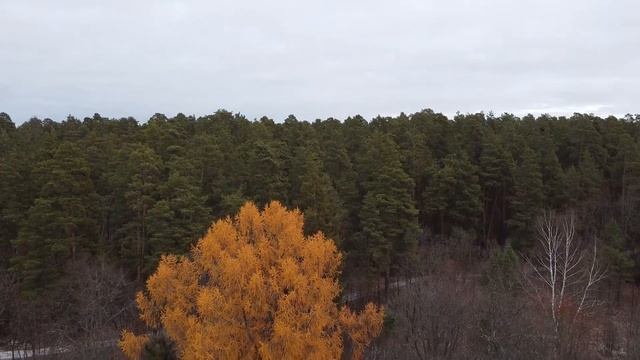На развалинах усадбы Башкирова
