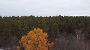 На развалинах усадбы Башкирова