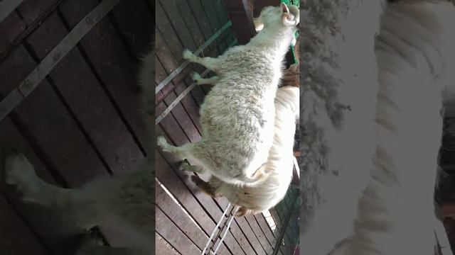 Angora male