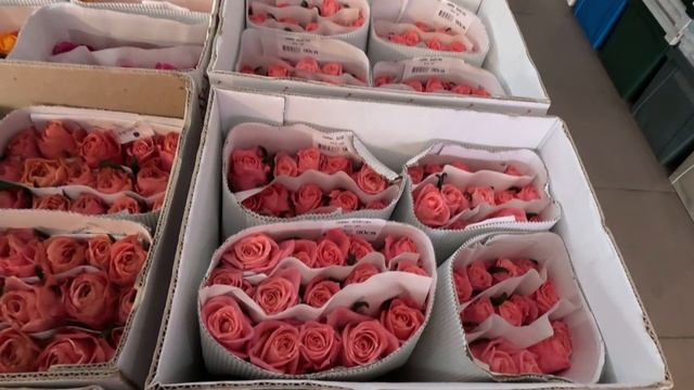 ОПТОВАЯ ЯРМАРКА ЦВЕТОВ в Краснодаре. Зашел в магазин. Классные живые Бонсай и кактусы. СЕРИЯ 3-я. смотреть онлайн